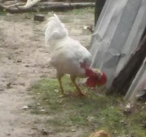HERMOSO pollo y gallo pigneo