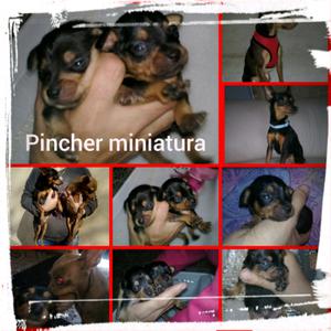 Vendo cachorros Pincher miniatura