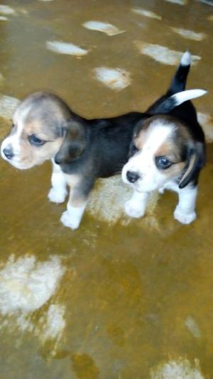 Beagle tricolor bellos