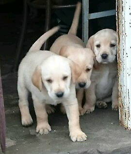 Cachorros labradores listos para entregar