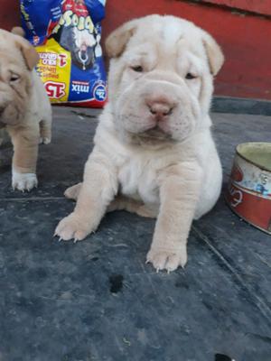 Cachorros shar pei