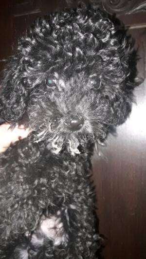 Caniche macho negro