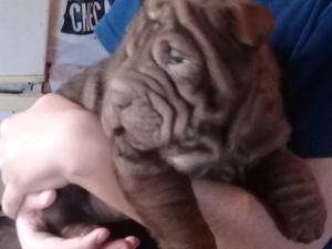 Cachorros shar pei super arrugado