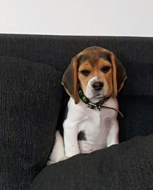 Cachorros Beagle con FCA