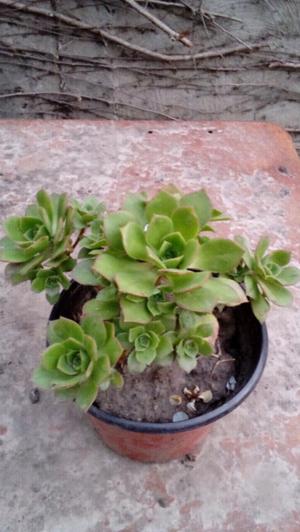 Aeonium hawortii (aeonium)