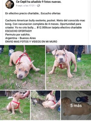 American bully exelente cachorro