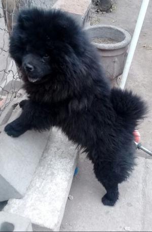 Cachorra chowchow pura