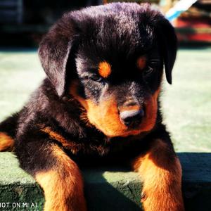 Cachorros Rottweiler Premium