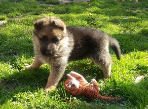 Cachorros de Ovejero alemán