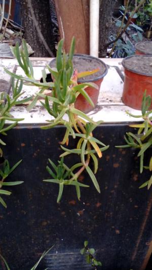 Carpobrotus edulis (uña de gato)