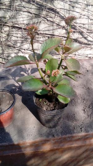 Kalanchoe blossfeldiana (kalanchoe)