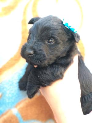 Scottish terrier cachorros