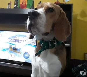 Servicio de perro beagle con pedigree.