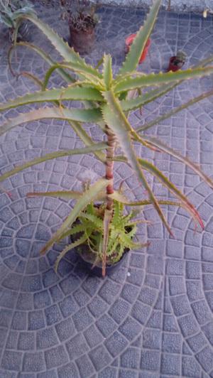 Suculenta Aloe arborescens