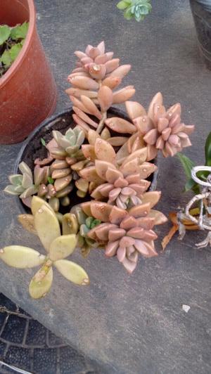 Suculenta Graptosedum bronze