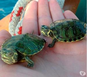 Tortugas de agua babys