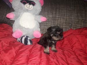 Vendo bellesa schnauzer 1 machito 1 hembrita mini miniatura