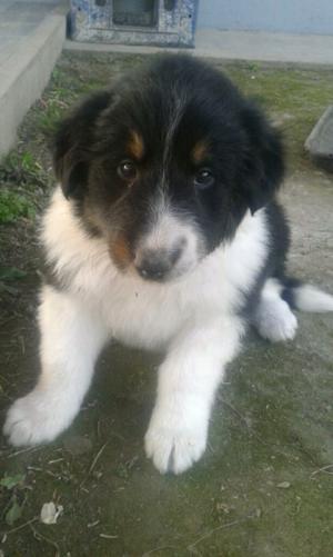 Cachorra collie rought