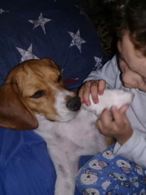 Tengo beagle hembra 12 meses ppermuto x pug macho 13 meses