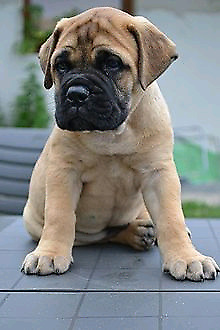 Cachorros Bullmastiff Indio's