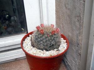 Cactus Mammilaria Boccasana En Maceta 12
