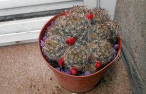Cactus Mammilaria prolifera colmada con semillas macetas 8