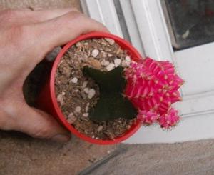 Cactus injertado rosa maceta 8