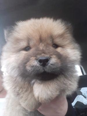 Chow chow cachorros