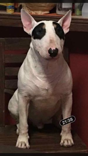 Servicio bull terrier macho,