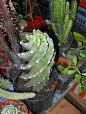 cactus cereus spiralis, espiralado en maceta de 3 litros, 25