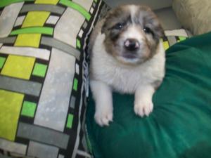 BORDE COLLIE BLUE MERLE PRECIOSA