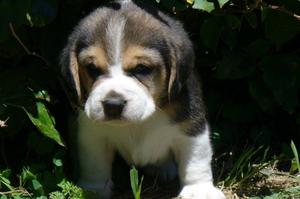 De Maaier Cachorros Beagle