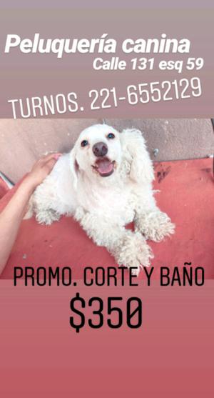 Peluqueria y guardería canina