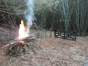 Tacuaras de bambú