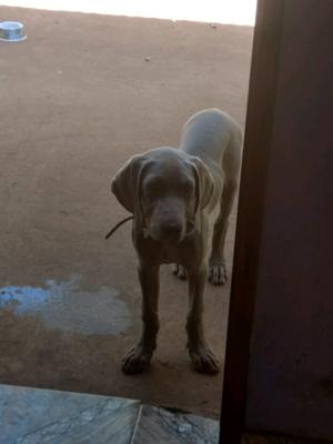 Vendo weimaraner 3 meses