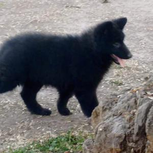 CACHORROS OVEJEROS BELGAS