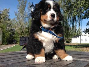 Cachorros Boyeros de Berna con FCA