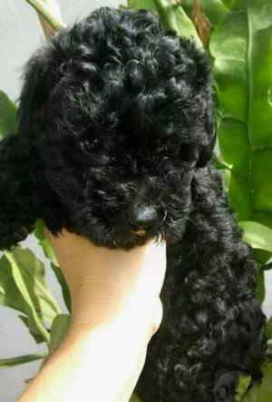 Caniche mini hembra negra