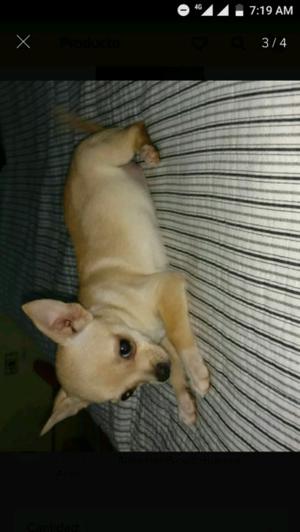 Chihuahuas mini de bolsillo hembra 4 meses