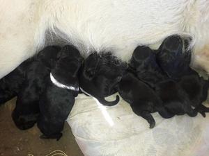 Venta de CACHORROS LABRADORES,Exelente genética!Una raza