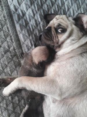 CACHORROS PUG CARLINO