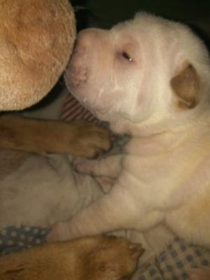 Cachorros sharpei disponibles