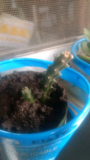 Cactus de amor y salud