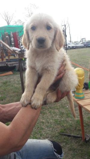 Golden retriever 2 meses