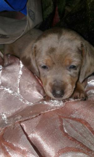 Hermosos cachorros listos para entregar