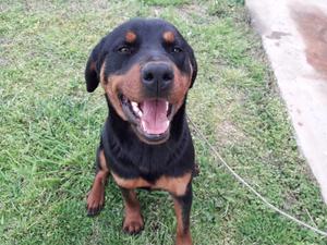 Rottweiler 6 meses