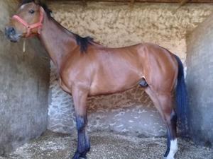 Spc caballo. Ganador de 3. Ideal salto.