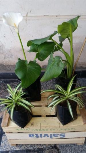 Venta de plantines