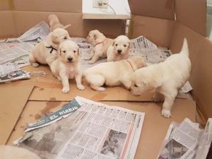 Vendo Golden Retriever