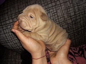 Vendo hermosa sharpei color lilac padres ala vista excelente